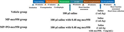 Normothermic ex vivo heart perfusion with NLRP3 inflammasome inhibitor Mcc950 treatment improves cardiac function of circulatory death hearts after transplantation